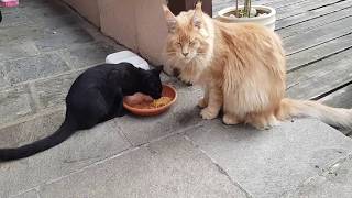 มาดูว่า แมวยักษ์เซซ่า กับแมวจิ๋ว กินอาหารอะไรบ้าง Cesar \u0026 Lily Maine coon cat in Italy คนรักแมว