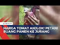 Kesal Harga Tomat Anjlok Hingga Rp 800 per Kg, Petani Buang Hasil Panen ke Jurang