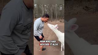 This white deer was lucky to meet a kind man who saved it after it lost its mother #rescue #deer