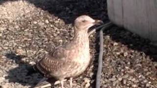 Young Gull with an Injured Wing