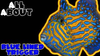 All About The Blue Lined Trigger Fish