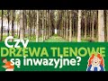 Czy drzewa tlenowe są inwazyjne? Cechy, właściwości oraz historia drzew tlenowych Kiri. Sprawdź to!