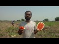 hot summer watermelon cultivation by farmer dakshit in english