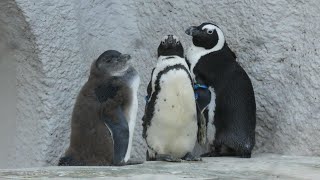 20191220 上野動物園　ケープペンギン　飼育員さんからエサをもらうペンギンたち