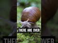 3 Interesting Facts about Snails. #shorts