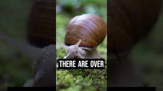 3 Interesting Facts about Snails. #shorts