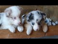 mafalda s border collie cachorros de