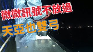 磺港瀨大白帶吃餌訊號有多貓呢？