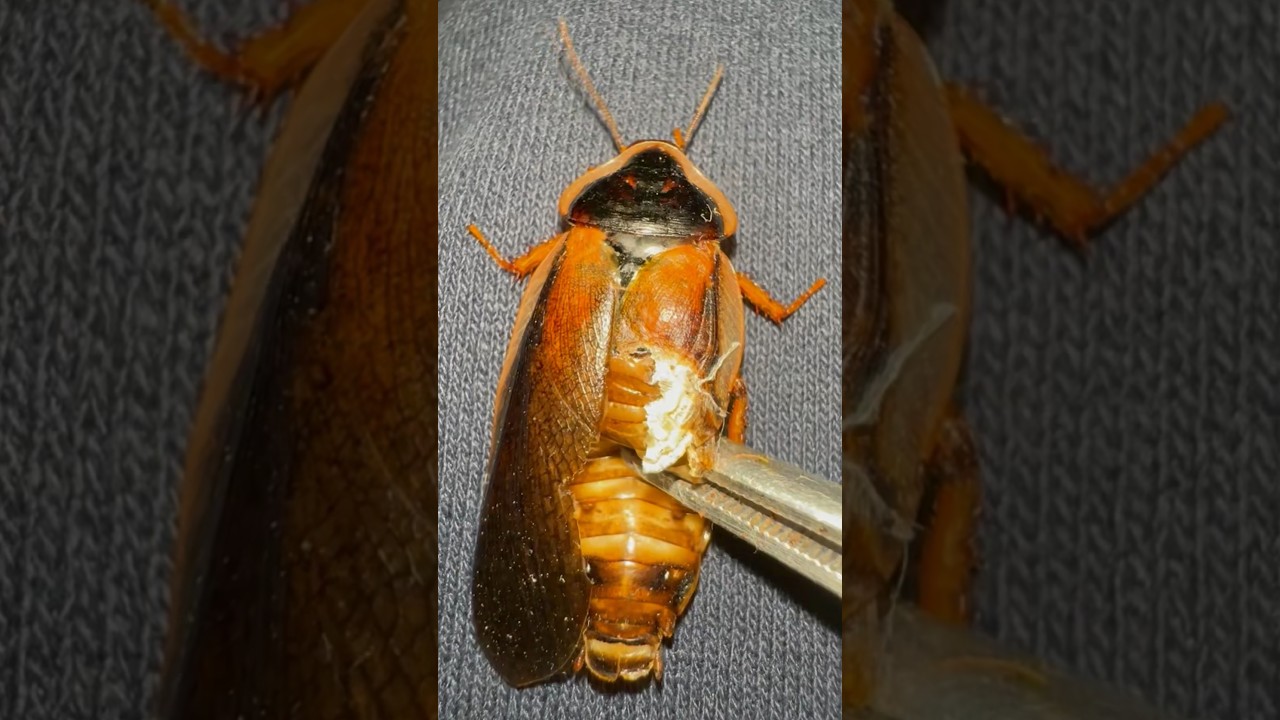 Do this to DEFORMED roaches!!!