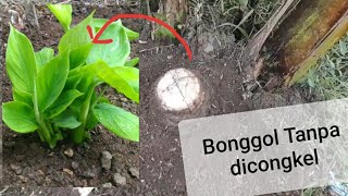 Cara Membuat Bibit Pisang Tanpa Mencongkel Bonggol