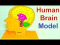 human brain model making for science exhibition | DIY at home easily | craftpiller  | still model