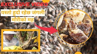 यस्तो हुदो रहेछ जंगली मौरीको मह | याे माैरी चिन्नु भएमा पुरस्कार पाईने | Wild bee in Nepal