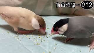 文鳥飼育日記シーズン2第655回目