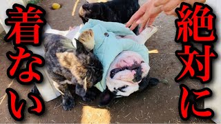 犬舎の犬達に洋服着させたら個性爆発してて草【フレブル専門ブリーダー】