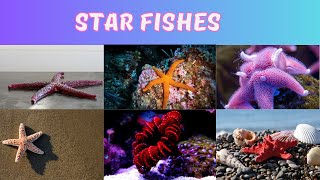 Star Fishes | Starfish | Starfish Names | The Sea Star | Types Of Sea Star | Star Fishes For Kids