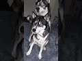 My husky takes selfies with his brother (and it’s so cute!) #shorts #husky #huskies #dogs