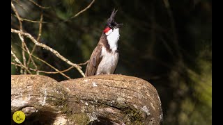 Red Whiskered Bulbul (Pycnonotus Jocosus)