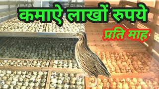 Best earnig idea| Quail farming|Quail bird| बटेर पालन कर लाखों रुपये कमाने का मौका|