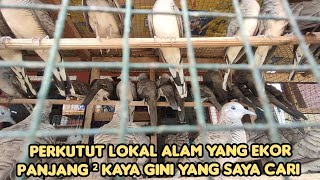 PERKUTUT YANG EKOR PANJANG ² KAYA GINI YANG SAYA CARI