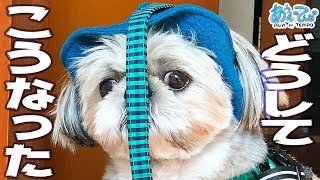 【どうして】ガンコなシーズー犬【こうなった】I don't want to wear a hat