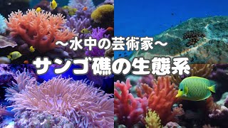 〜水中の芸術家〜サンゴ礁の生態系