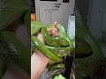 Red tailed green rat snakes are a stunning species