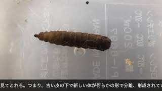 アメリカミズアブ幼虫の脱皮｜Black soldier fly larva is changing skin.