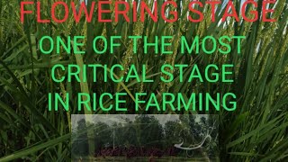 MOGGING | RICE FLOWERING STAGE | MILLENNIAL FARMER.28