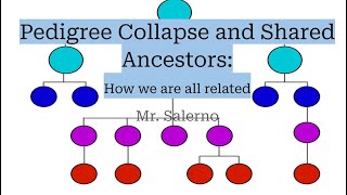 Pedigree Collapse and Shared Ancestors: How we are all related