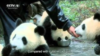 Humanities and Geography 03/13/2016 Tao Tao’s Return to the Wild Part 3