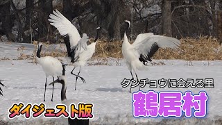 タンチョウに会いに行こう！鶴居村～ダイジェスト版～