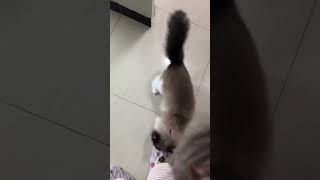 春节上门喂猫翻车了……对不起小猫咪@彧之卡比 上门喂猫 猫咪的迷惑行为 布偶 萌宠出道计划