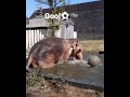 mistrz słoń z łódzkiego zoo gra w piłkę 🐘⚽️