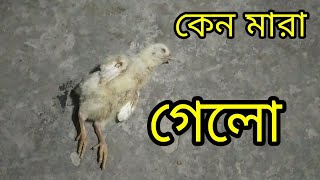 কেন মুরগির বাচ্চা মারা গেলো? ব্রুডিংয়ে মুরগির বাচ্চার মারা যাওয়ার কারণ কি?  #poultry #chicken #baby