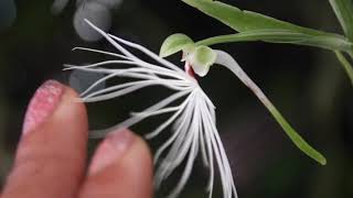 Outragious Habenaria madusa - Alien Orchid REVIEW