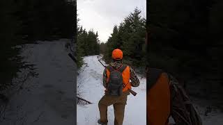 His First Snowshoe Hare Of The Season! | #shorts #rabbithunting #hunting #huntingdog #upland