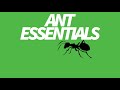 ant cam naturalistic set up rain and forest sounds