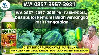 WA 0857-9957-3981 RUKOKU, Distributor Pemanis Buah Semangka Pasir Pengaraian