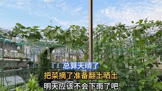 总算不下雨了 把楼顶菜园能吃的菜摘了 准备种下一批蔬菜