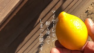 家庭菜園　マイヤーレモン  マイナス4℃で凍害？