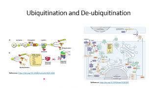 Ubiquitination, De-ubiquitination and Innate Immune Response #Code: 140