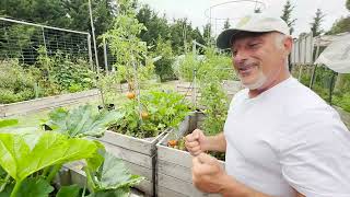 Update On My Veggie Garden   Part 6