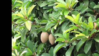 how to grow sapodilla treeچیکو کا درخت کیسے اگائیں