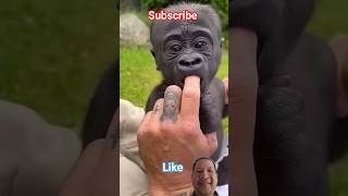 #funny animals moments ##shorts #0011