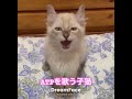 aptを歌う子猫 shorts apt 保護猫 cat アパツ あぱつ