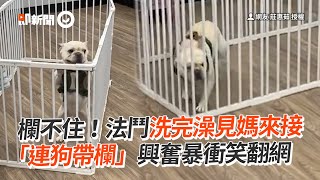 欄不住！法鬥洗完澡見媽來接　「連狗帶欄」興奮暴衝笑翻網│寵物│狗狗│法國鬥牛犬