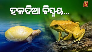 ହଳଦିଆ ବିସ୍ମୟ.... #News6Odia