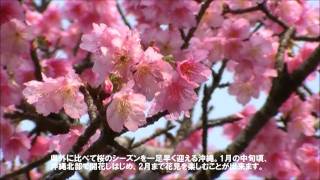 沖縄の桜：寒緋桜