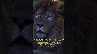 クレイの事を心配するダンディー柑太郎🦁