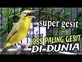 Kecial Kuning Joss Gacor Paling Gesit Sedunia Bikin Kecial Kuning Malas Bunyi Rajin Jos Gacor